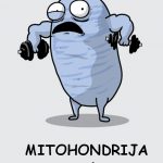 sportska-prehrana-mitohondriji-energija