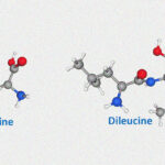 dileucin, sinteza mišićnih proteina, sportska biokemija, anabolizam, leucin vs dileucin, mTOR signalizacija, Akt molekula, Mung grah proteini, PEPT1 transporter, oporavak mišića, dr. Predrag Jakovljević