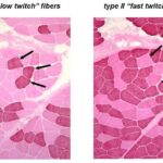 amonijak u sportu Tip 2x vlakna brza mišićna vlakna purinski nukleotidni ciklus centralni umor medicina sporta biomehanika plivanja kreatin fosfat hiperamonemija RFD brzina sile