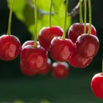 višnje antocijanini oporavak sport melatonin